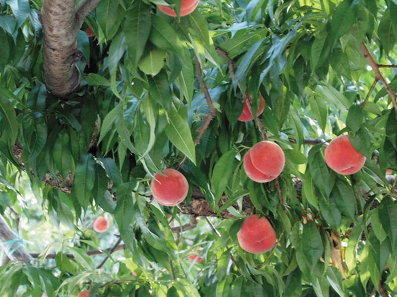 岐阜県 りんご・桃 もだに農園（りんご・桃）様のセラミック炭活用事例