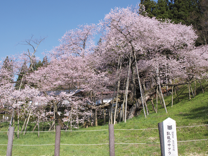 土壌改良材「カーボエース」の導入事例：臥龍桜