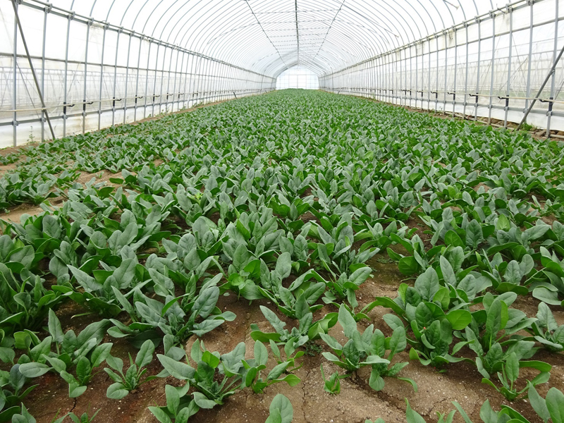 中田農園（ほうれん草）のセラミック炭、土壌改良剤活用事例